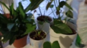 Пересадка Спатифиллума и антуриума Сиерра Мэджик/неприятный сюрприз/шок