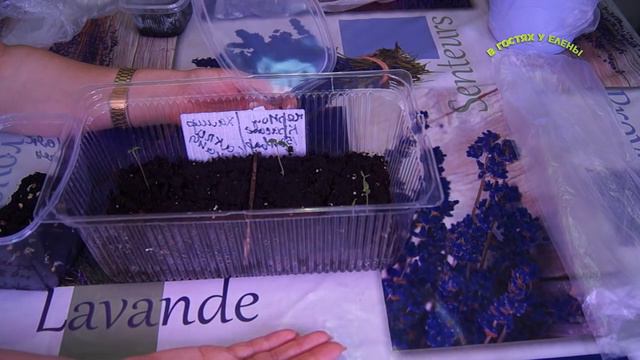 РЕЗУЛЬТАТЫ ПОСЕВА СЕМЯН В КИПЯТОК, смотреть онлайн