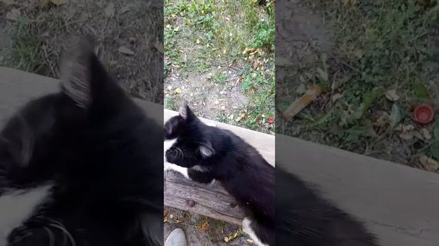 Накормленые котики ❤