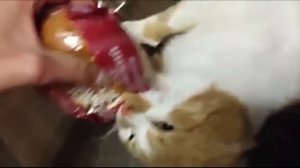 Боря отдай булку!