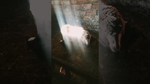 Не кушает овца.