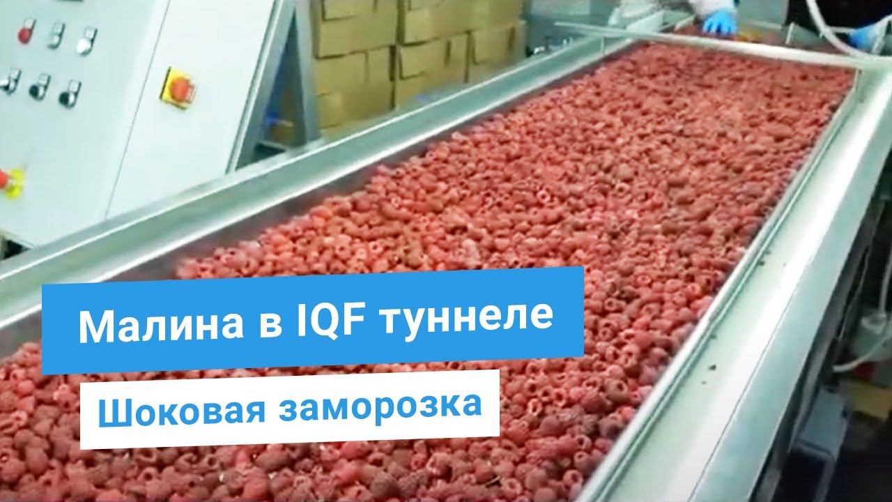Малина в туннеле флюидизационной заморозки от Unidex (Польша). Промышленный шоковый IQF тоннель.
