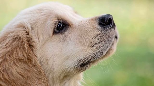 Сказка про щенка и его друзей смотреть онлайн