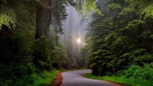 Пение птиц в таинственном лесу, АСМР.?