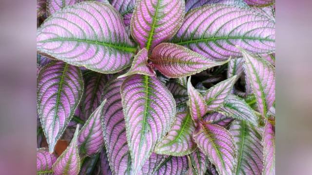 11 Great Shade Plants For Container Gardens 🛋️ смотреть онлайн