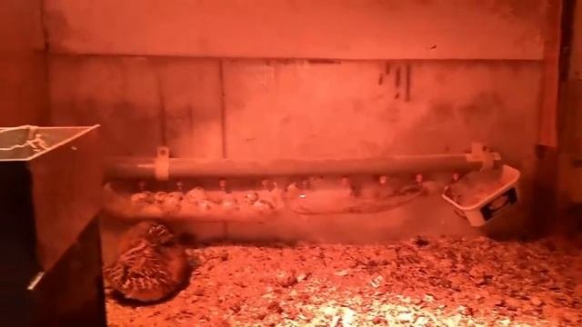 Уличное содержание перепелов.