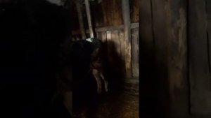 Бычки голштинской породы