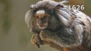 #1626. Обезьяны (В мире животных)