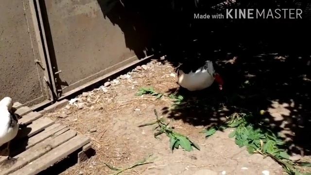 Судьба яиц которые высиживала немка, обзор утиного двора смотреть онлайн