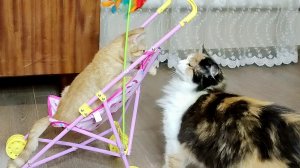 Котёнок Лиза, веди себя прилично. Приемная мать – София воспитывает котят.