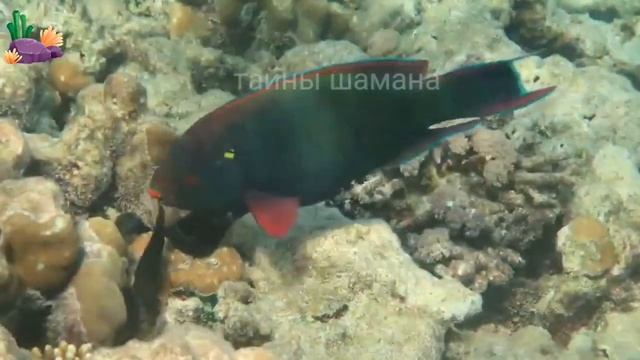 Простой способ исполнить желание. Онлайн Ритуал смотреть онлайн