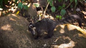 Водопады Игуасу • Природное чудо света / Жемчужина континента Южная Америка / Бразилия, Iguazu