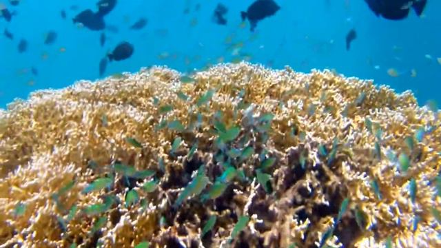 сине-зеленые хромисы у отеля Pensee, Марса Алам, Египет смотреть онлайн