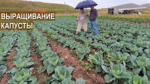 Выращивание капусты. Фермерское хозяйство Магомедова Заура