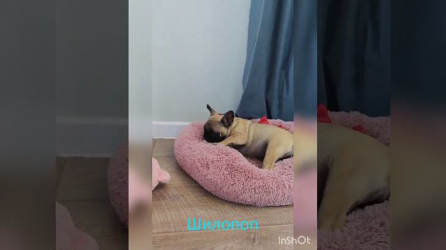 красивая, породная девочка французского бульдога ❤❤❤ смотреть онлайн