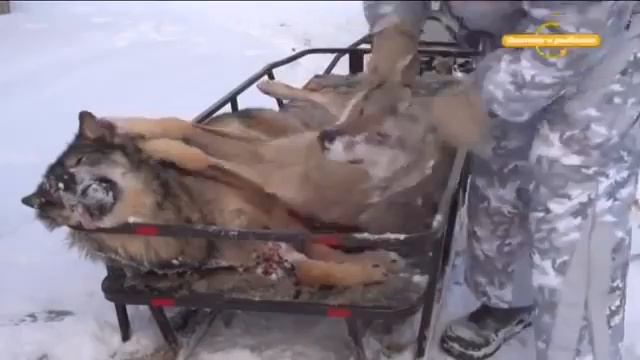 Охота на кабана и волка Охотничьи экспедиции смотреть онлайн