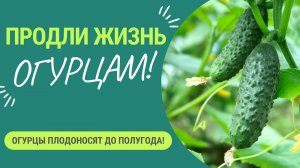 Вторая жизнь для огурца. Огурец полгода живет и обильно плодоносит!