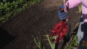 Голова садовая - Что делать с гладиолусами в сентябре