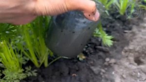 Морковь обожает это! Подкормите так Морковь сразу после всходов и она вырастет крупной и сладкой!