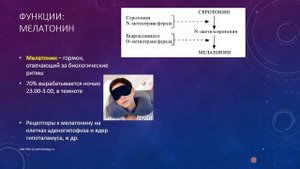 Лекция студентам. Эпифиз