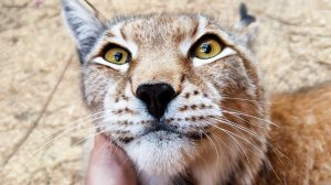 РЫСЬ УМКА ГОТОВИТСЯ К РОДАМ ? / Алиса знакомится с гибридными котятами Глаши и кормит кошек творогом