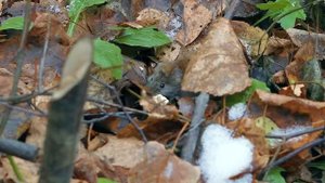 Сухпай Эстонии