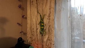 Йеменский хамелеон?