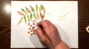 Twig of Rowanberry - Watercolor Painting | IOTN