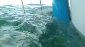 Большая белая акула напала на клетку с туристами и чуть не сломала ее