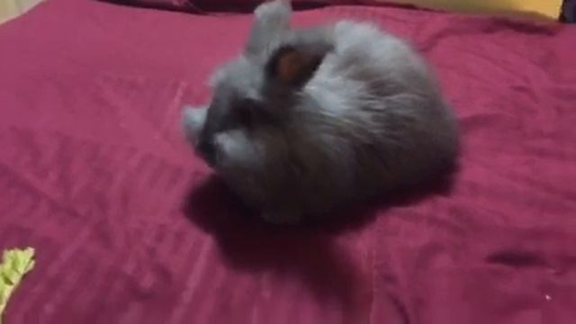 Snackjacks смотреть онлайн