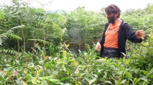 Сассапарель, вьюнок и другие