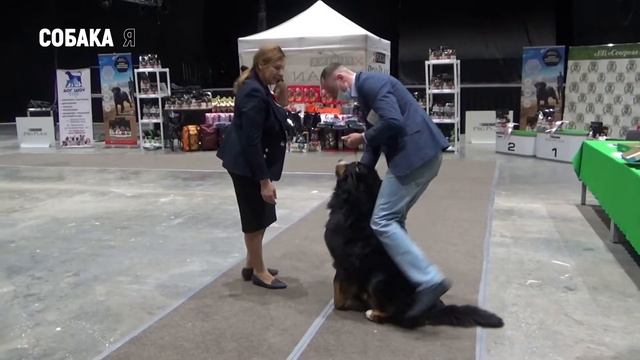 Выставка собак всех пород ВЕСНА СЕВЕРА Американская акита и бернский зенненхунд. Собака я смотреть онлайн