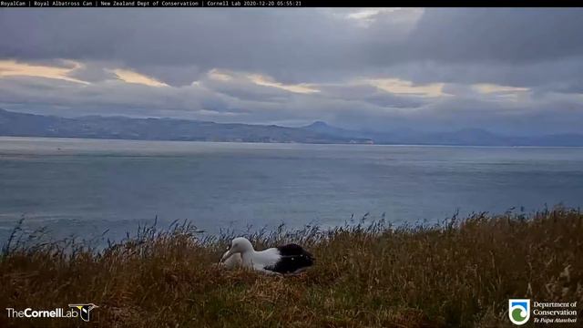 20.12.20 Royal Albatross Cam - LGL回來 LGL is back смотреть онлайн