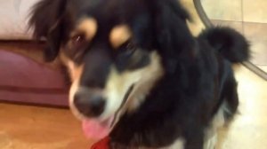 Хорошо с хотошо. Поиски колбасы