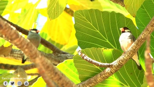 " Пение Утренних Пернатых " | Музыка лечит болезни сердца, расслабляет, успокаивает душу смотреть онлайн