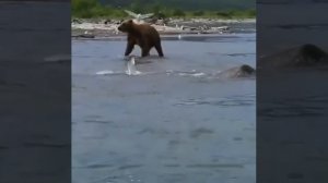 Медведям тоже порыбачить охота!