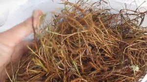 Мох или Джут. Что лучше выбрать и купить