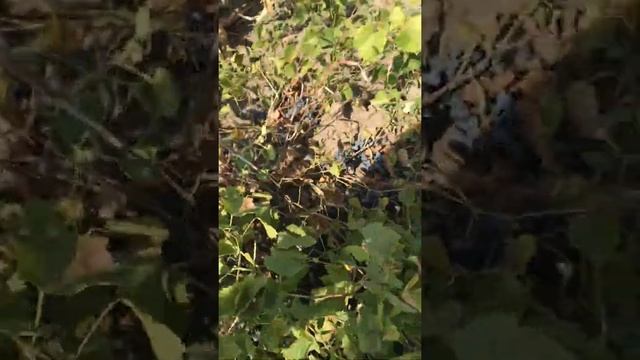 Дыни с своего огорода.#дыня #витамины #фрукты #дыни смотреть онлайн