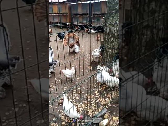 28 октября 2022 г. смотреть онлайн