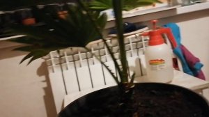 Пальма Ливистона.