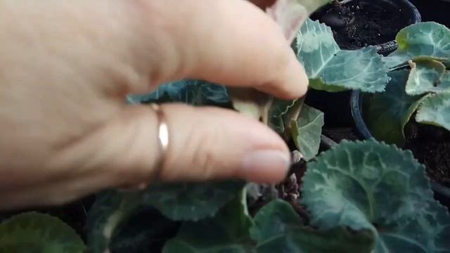 Цикламен, подкормки декабрь- февраль смотреть онлайн