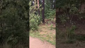 Карьер.Земля свободного назначения.Земля Ленобласть