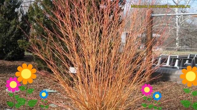Дерен кроваво-красный Винтер Бьюти. Краткий обзор, описание cornus sanguinea Winter Beauty