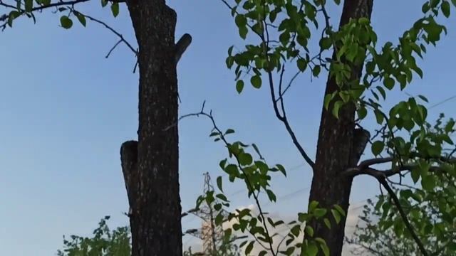 Цветение яблонь.Вечерний полив. Участок "А"