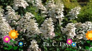Гортензия метельчатая Пи Уи. Краткий обзор, описание характеристик hydrangea paniculata Pee Wee