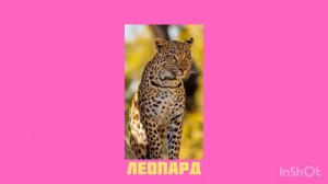 Угадай животное по звуку | Викторина