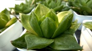 Haworthia obtusa v. variegated' Hanabi' 多肉植物圖鑑 玉露交種錦