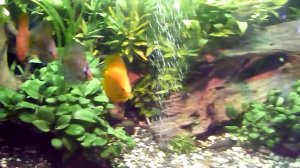 Супер аквариум с дискусами.Aquarium with discus.