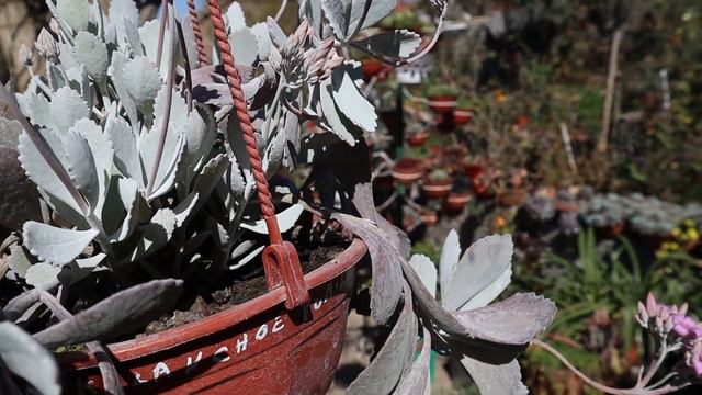 Cuidados de Kalanchoe pumila смотреть онлайн