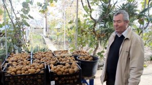 Сбор урожая киви/ Как растут киви я Ялте/ Купить саженцы киви/ Ялта/ Крым